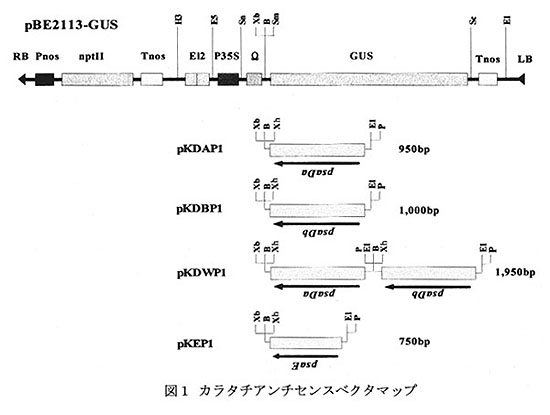 図1.カラタチアンチセンスベクターマップ