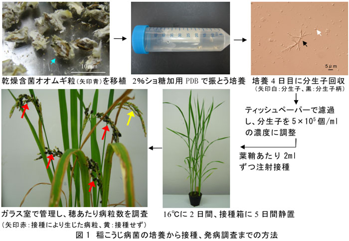 図1 稲こうじ病菌の培養から接種、発病調査までの方法