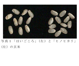 写真1「はいごころ」(左)と「ヒノヒカリ」(左)の玄米