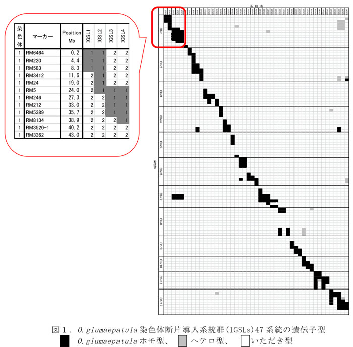 図1.O.glumaepatula染色体断片導入系統群(IGSLs)47系統の遺伝子型
