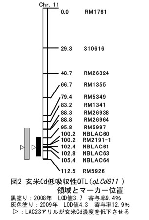 図2 玄米Cd低吸収性QTL(qLCdG11)領域とマーカー位置