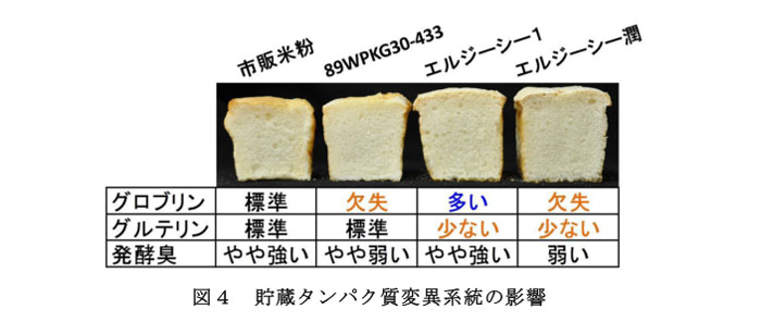 図4 貯蔵タンパク質変異系統の影