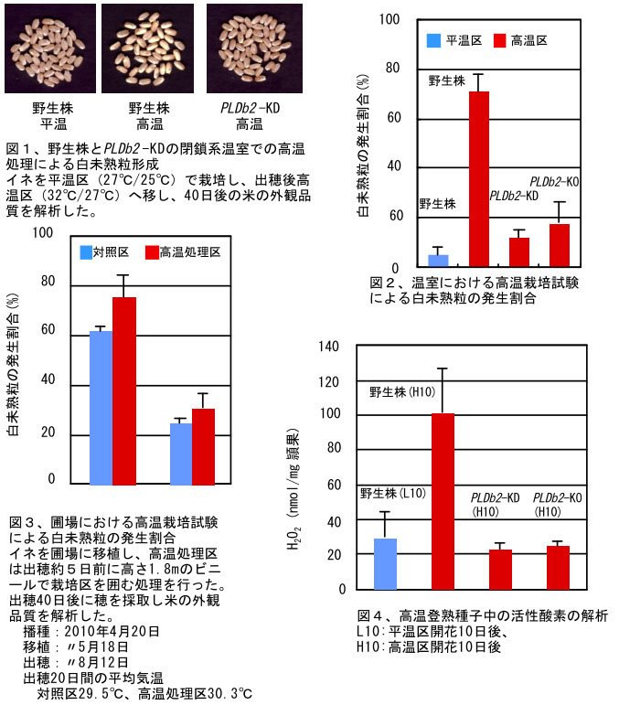図1 野生株とPLDb2-KDの閉鎖系温室での高温処理による白身塾粒形成