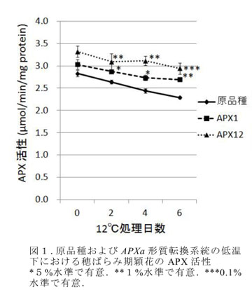 図1.原品種およびAPXa形質転換系統の低温下における穂ばらみ期穎花のAPX活性