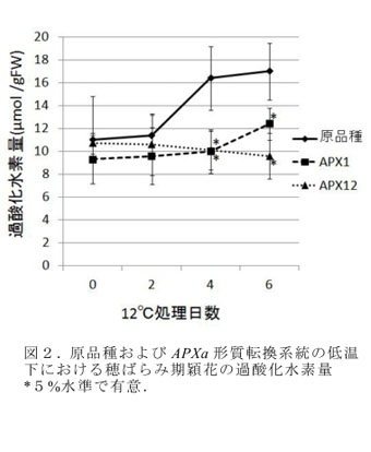 図2.原品種およびAPXa形質転換系統の低温下における穂ばらみ期穎花の過酸化水素量