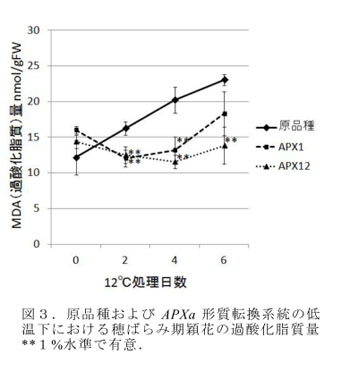 図3.原品種およびAPXa形質転換系統の低温下における穂ばらみ期穎花の過酸化脂質量 **1%水準で有意