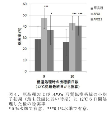 図4.原品種およびAPXa形質転換系統の小胞子初期(最も低温に弱い時期)に12°C6日間処理した後の稔実率