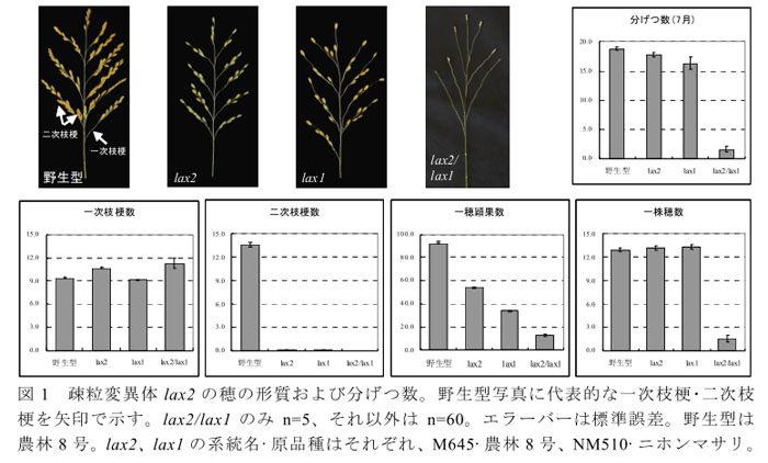 図1 疎粒変異体lax2の穂の形質および分げつ数。