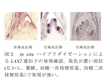 図2 in situ ハイブリダイゼーションによるLAX2遺伝子の発現確認。