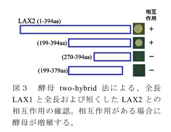 図3 酵母two-hybrid法による、全長LAX1と全長および短くしたLAX2との相互作用の確認。