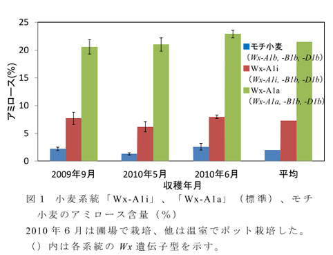 図1 小麦系統「Wx-A1i」、「Wx-A1a」(標準)、モチ小麦のアミロース含量(%)