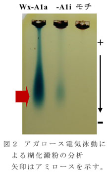 図2 アガロース電気泳動による糊化澱粉の分析