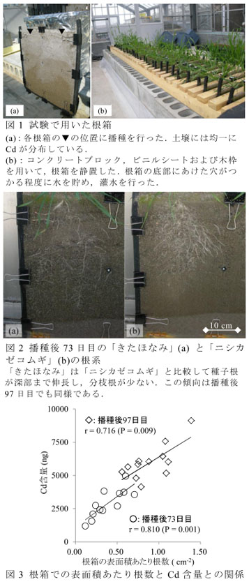 図1 試験で用いた根箱