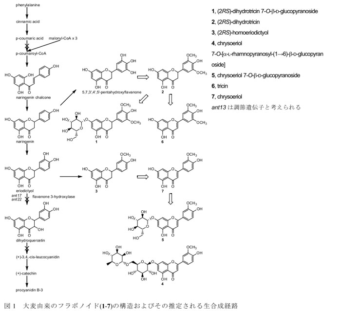 図1 大麦由来のフラボノイド(1-7)の構造およびその推定される生合成経路