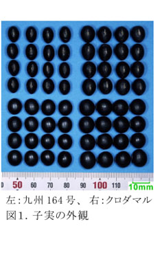 図1.子実の外観