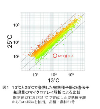 図1 13°Cと25°Cで登録した完熟種子胚の遺伝子発現量のマイクロアレイ解析にしる比較