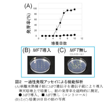 図2 一過性発現アッセイによる機能解析