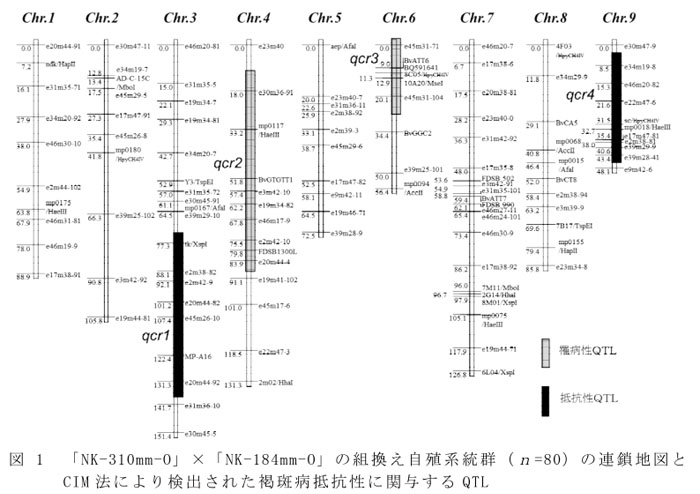図1 「NK-310mm-O」×「NK-184mm-O」の組換え自殖系統群(n=80)の連鎖地図とCIM法により検出された褐斑病抵抗性に関与するQTL