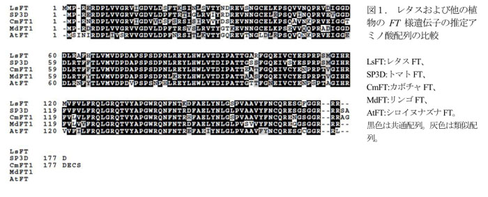 図1. レタスおよび他の植物のFT様遺伝子の推定アミノ酸配列の比較