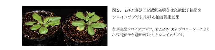 図2. LsFT遺伝子を過剰発現させた遺伝子組換え シロイヌナズナにおける抽苔促進効果