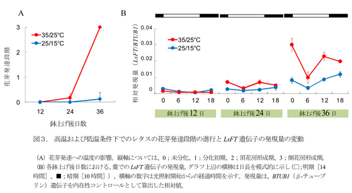 図3. 高温および低温条件下でのレタスの花芽発達段階の進行とLsFT遺伝子の発現量の変動