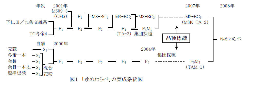 図1 「ゆめわらべ」の育成系統図