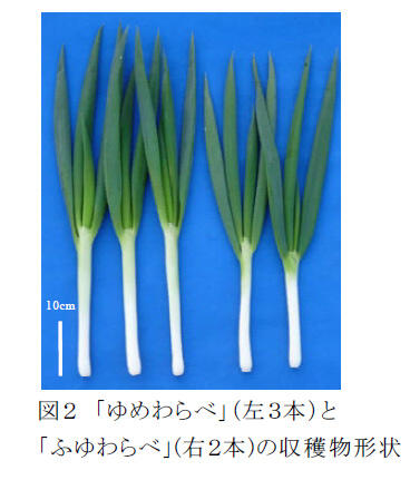 図2 「ゆめわらべ」(左3本)と「ふゆわらべ」(右2本)の収穫物形状