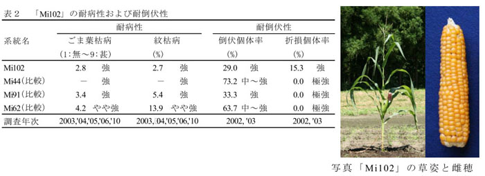 表2 「Mi102」の耐病性および耐倒伏性