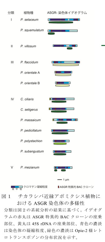 図1 チカラシバ近縁アポミクシス植物におけるASGR染色体の多様性