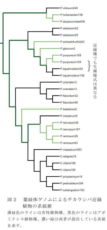 図2 葉緑体ゲノムによるチカラシバ近縁植物の系統樹