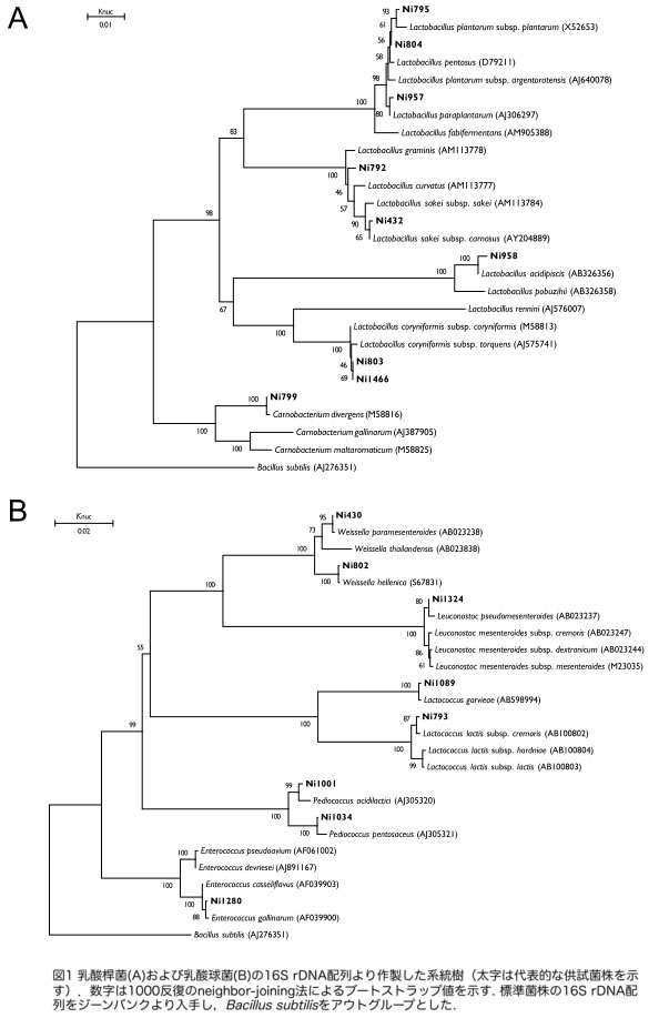 図1 乳酸桿菌(A)および乳酸球菌(B)の16S rDNA配列より作成した系統樹