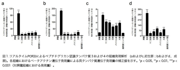 図1 リアルタイムPCR法によるペプチドグリカン認識タンパク質3および4の組織発現解析