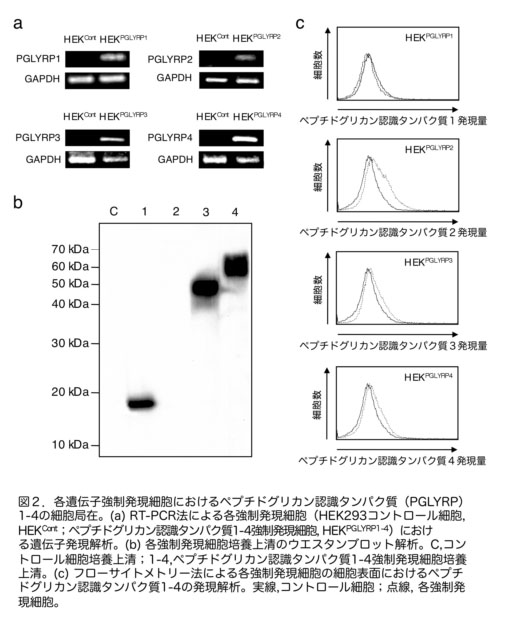 図2 各遺伝子強制発現細胞におけるペプチドグリカン認識タンパク質(PGLYRP)1-4の細胞局在