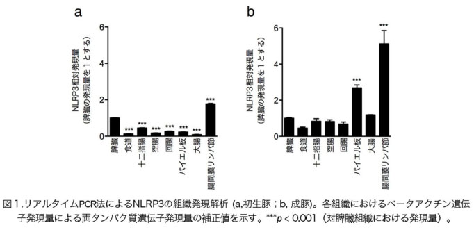 図1 リアルタイムPCR法によるNLRP3の組織発現解析