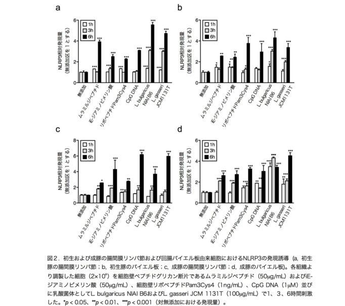 図2 初生および成豚の腸間膜リンパ節および回腸パイエル板由来細胞におけるNLRP3の発現誘導
