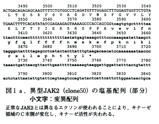 図1a 異型JAK2(clone50)の塩基配列(部分)