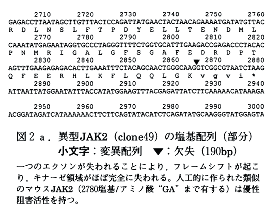 図2a 異型JAK2(clone49)の塩基配列(部分)