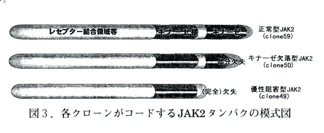 図3 各クローンがコードするJAK2タンパクの模式図