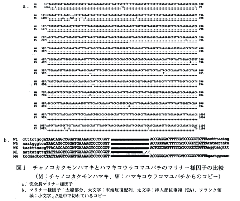 図1 チャノコカクモンハマキとハマキコウラコマユバチのマリナー様因子の比較