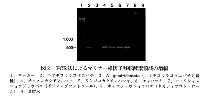 図2 PCR法によるマリナー様因子移転酵素領域の増幅
