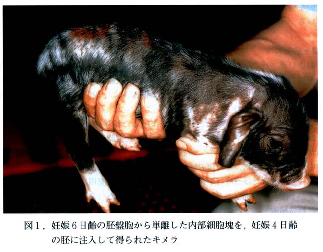 図1 妊娠6日齢の胚盤胞から単離した内部細胞塊を妊娠4日齢の胚に注入して得られたキメラ