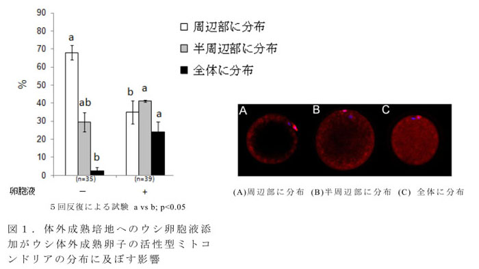 図1.体外成熟培地へのウシ卵胞液添加がウシ体外成熟卵子の活性型ミトコンドリアの分布に及ぼす影響