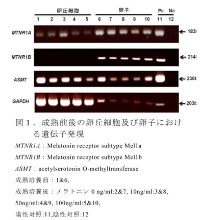 図1.成熟前後の卵丘細胞及び卵子における遺伝子発現