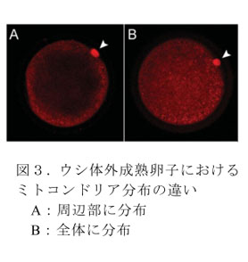図3.ウシ体外成熟卵子におけるミトコンドリア分布の違い
