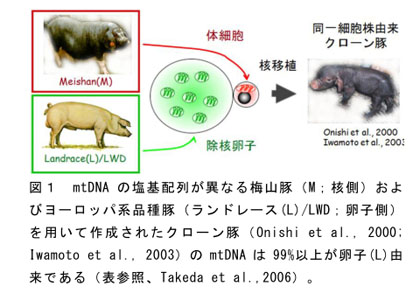 図1 mtDNAの塩基配列が異なる梅山豚(M;核側)およびヨーロッパ系品種豚(ランドレース(L)/LWD;卵子側)を用いて作成されたクローン豚(Onishi et al., 2000; Iwamoto et al., 2003)のmtDNAは99%以上が卵子(L)由来である(表参照、Takeda et al.,2006)。