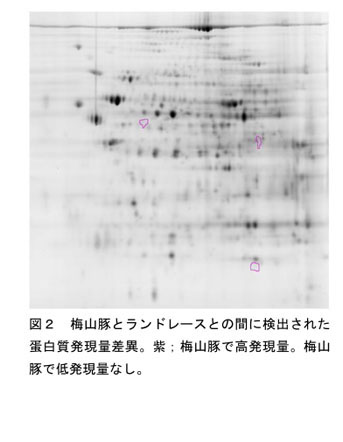 図2 梅山豚とランドレースとの間に検出された蛋白質発現量差異