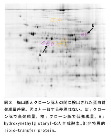 図3.体外成熟培地へのウシ卵胞液添加および成熟培養後のロテノン処理がウシ体外成熟卵子の受精率に及ぼす影響