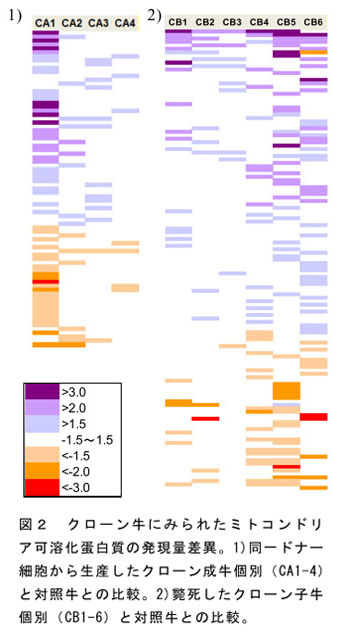 図2 クローン牛にみられたミトコンドリア可溶化蛋白質の発現量差異。1)同一ドナー細胞から生産したクローン成牛個別(CA1-4)と対照牛との比較。2)斃死したクローン子牛個別(CB1-6)と対照牛との比較。