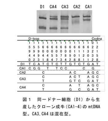 図1 同一ドナー細胞(D1)から生産したクローン成牛(CA1-4)のmtDNA型。CA3,CA4は混在型。
