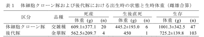 表1 体細胞クローン豚および後代豚における出生時の状態と生時体重(雌雄合算)